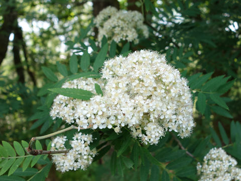 Sorbus aucuparia