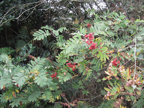 Sorbus aucuparia