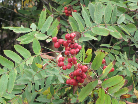 Sorbus aucuparia