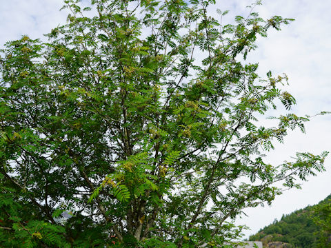 Sorbus aucuparia