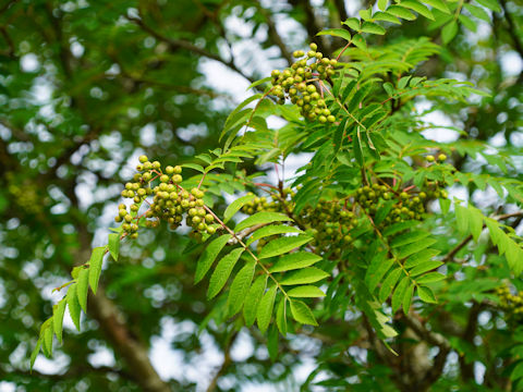 Sorbus aucuparia