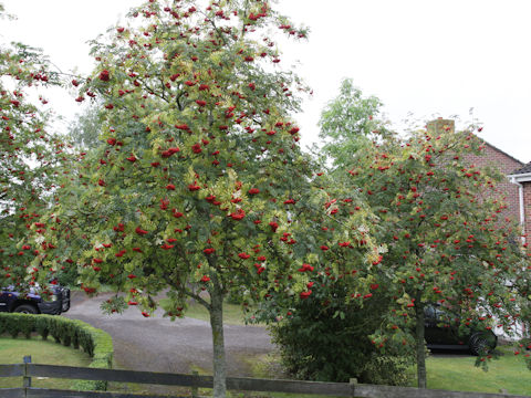 Sorbus aucuparia