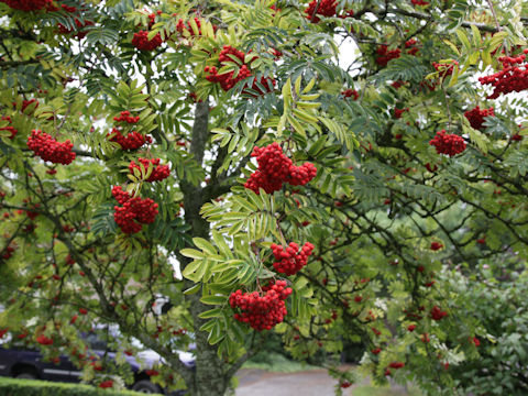 Sorbus aucuparia