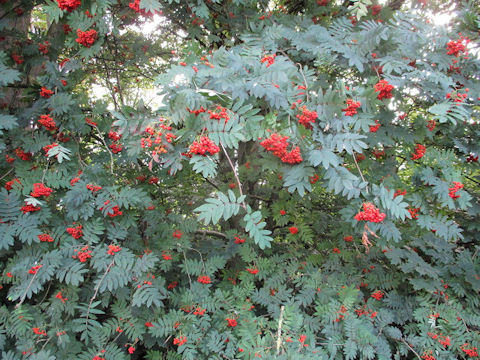 Sorbus aucuparia