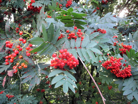 Sorbus aucuparia