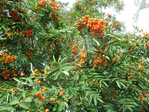 Sorbus aucuparia