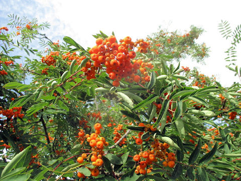 Sorbus aucuparia