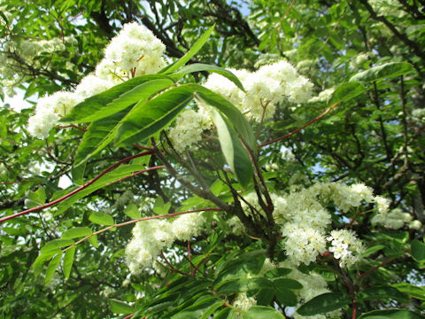 Sorbus aucuparia