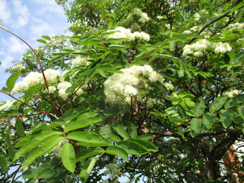 Sorbus aucuparia