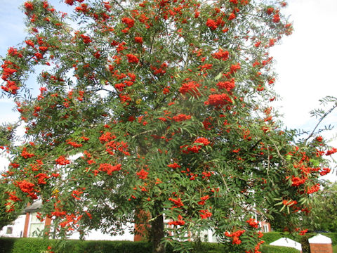 Sorbus aucuparia