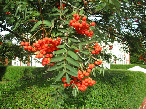 Sorbus aucuparia