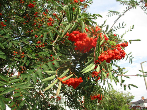 Sorbus aucuparia