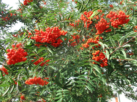 Sorbus aucuparia