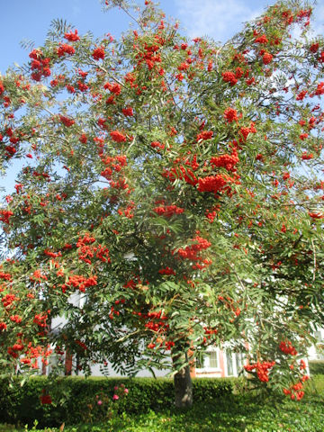 Sorbus aucuparia