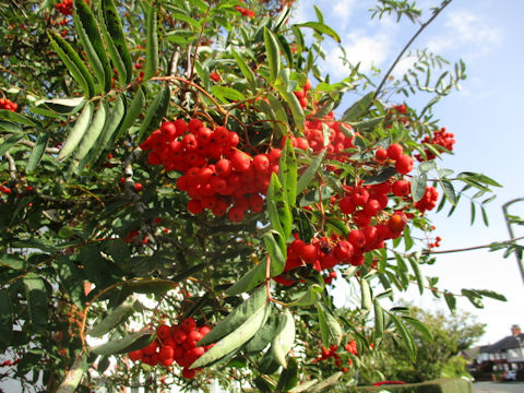 Sorbus aucuparia