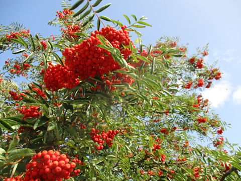 Sorbus aucuparia