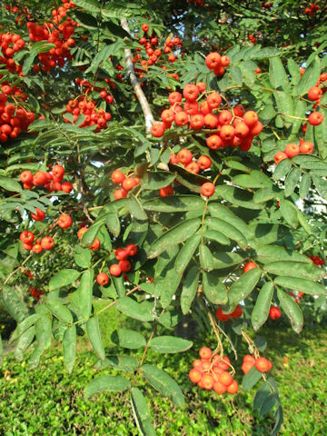 Sorbus aucuparia