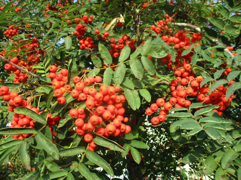 Sorbus aucuparia