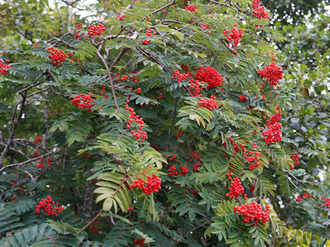 Sorbus aucuparia