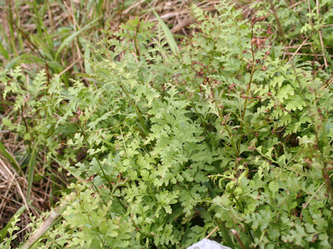 Dennstaedtia wilfordii