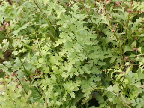 Dennstaedtia wilfordii