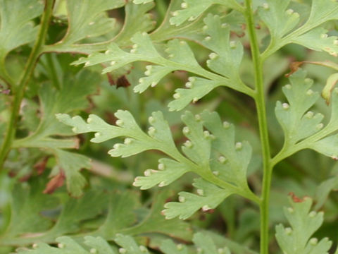 Dennstaedtia wilfordii