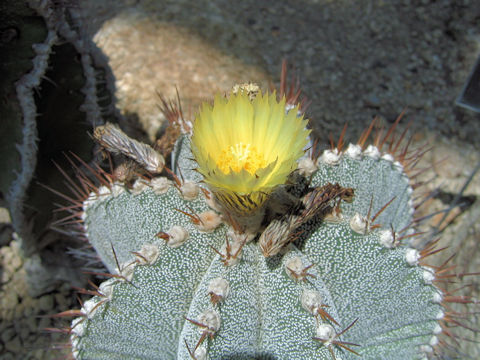 Ferocactus schwarzii