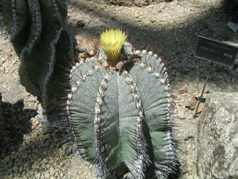 Ferocactus schwarzii