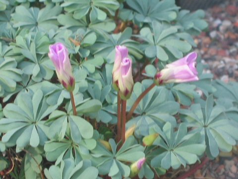 Oxalis adenophylla