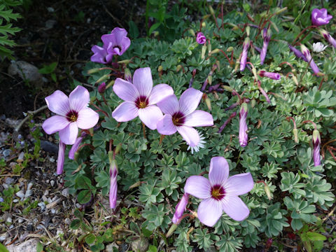 Oxalis adenophylla