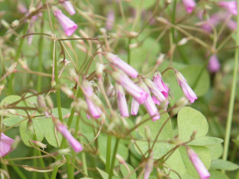 Oxalis crassipes