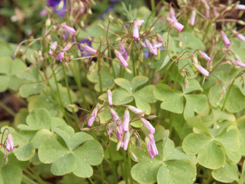 Oxalis crassipes