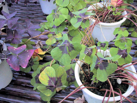 Oxalis deppei