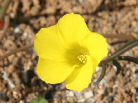 Oxalis flava