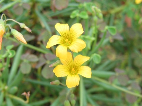 Oxalis herrerae