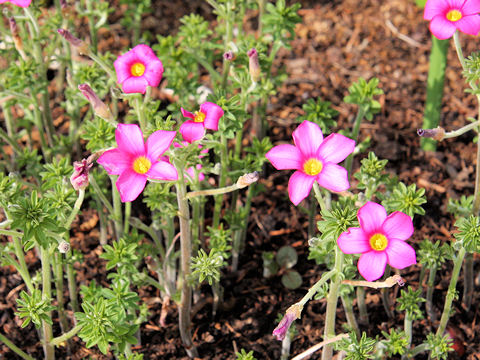 Oxalis hirta