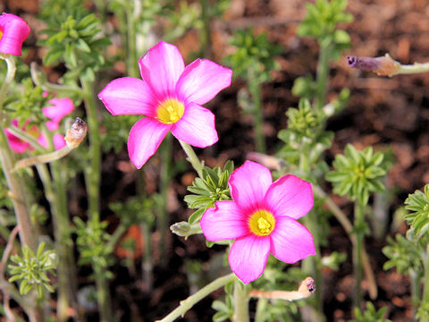 Oxalis hirta