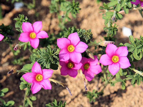 Oxalis hirta