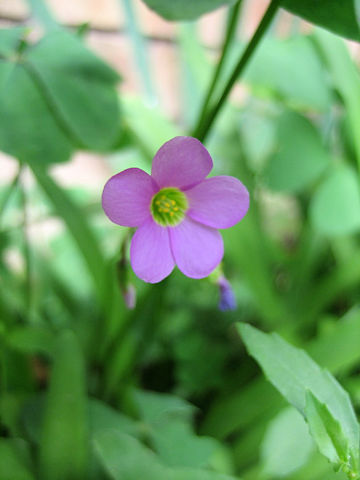 Oxalis latifolia