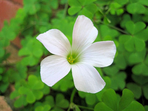 Oxalis sp.