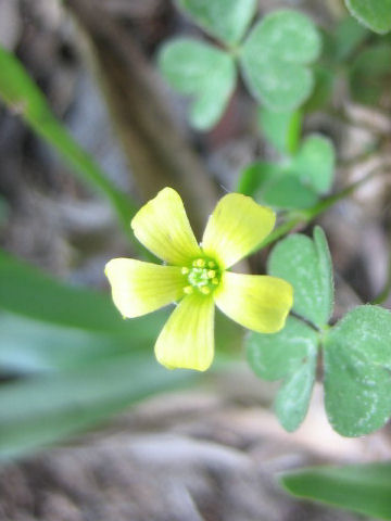 Oxalis perennans