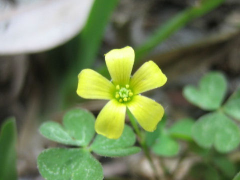 Oxalis perennans