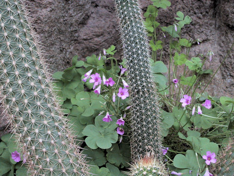 Oxalis rubra