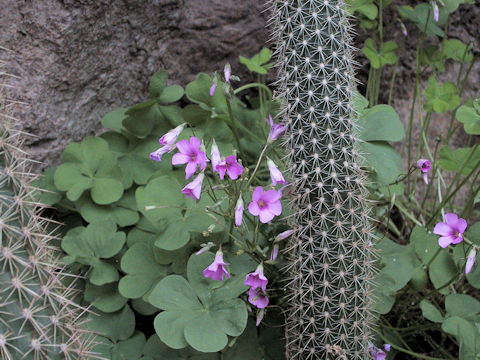 Oxalis rubra