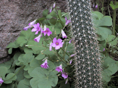 Oxalis rubra