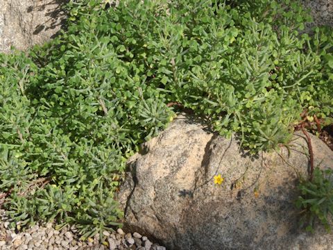 Oxalis succulenta