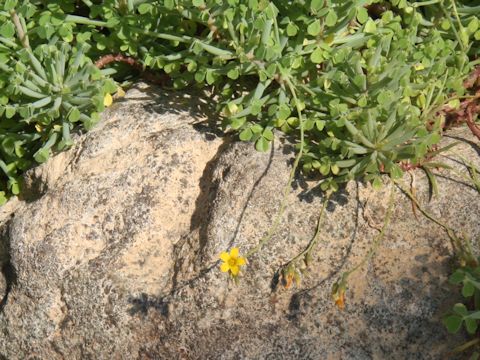 Oxalis succulenta