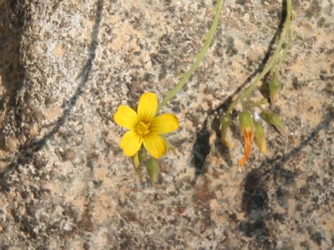 Oxalis succulenta