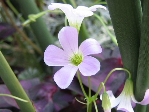 Oxalis triangularis