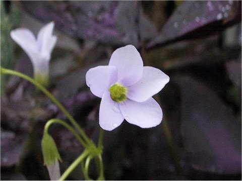 Oxalis triangularis